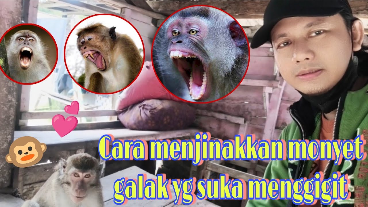 Cara menjinakkan Monyet galak | Monyet ini sering menggigit orang yang mendekati nya #monyet #beruk