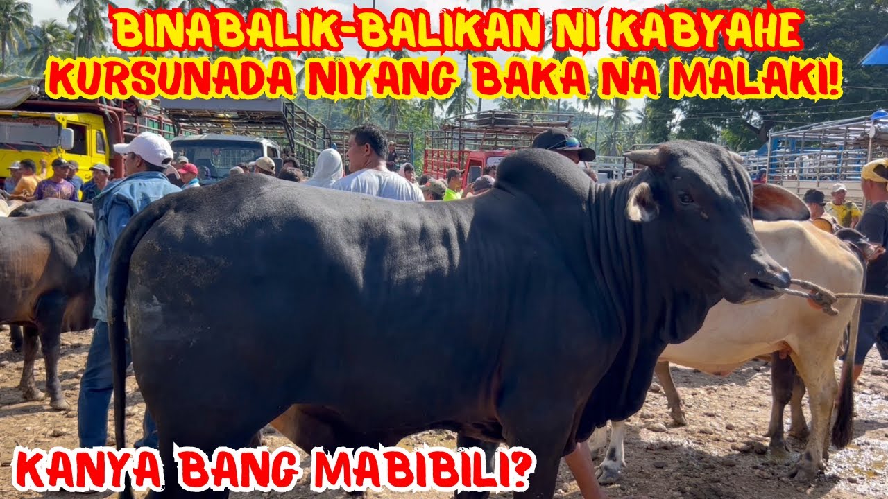 BINABALIK-BALIKAN NI KABYAHE, KURSUNADA NIYANG BAKA NA MALAKI! | KANYA BANG MABIBILI? | SOLLE'S G.