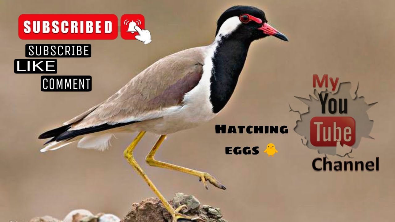Birds hatching eggs | feeding baby |protect the eggs | beautiful red wattled lapwing bird