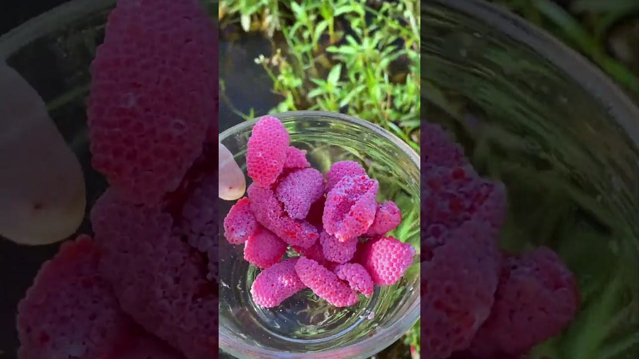 ❤️Apple snail Eggs ASMR Part41 #asmr #shorts #crush