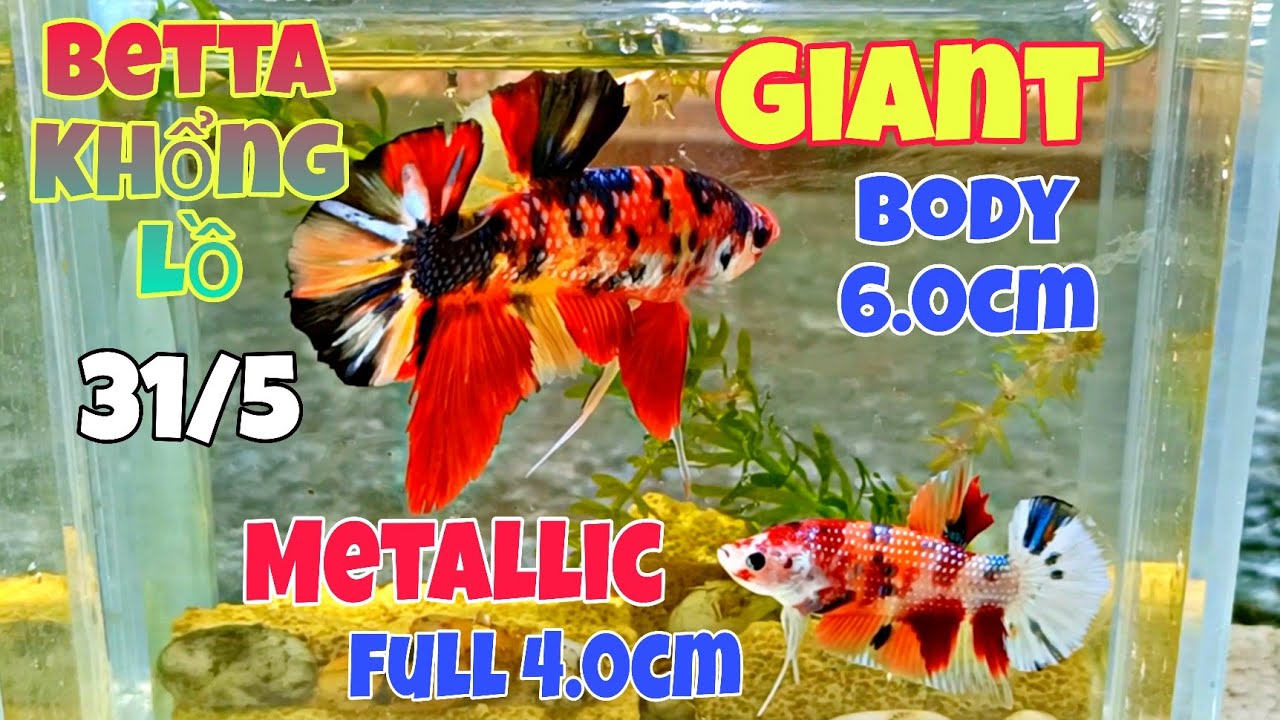 Đợt cá Betta GIANT KHỔNG LỒ Body 5.5~ 6.0cm 31/5/2024 | Metallic Muti , Copper, GIANT 🇻🇳✈️🌎