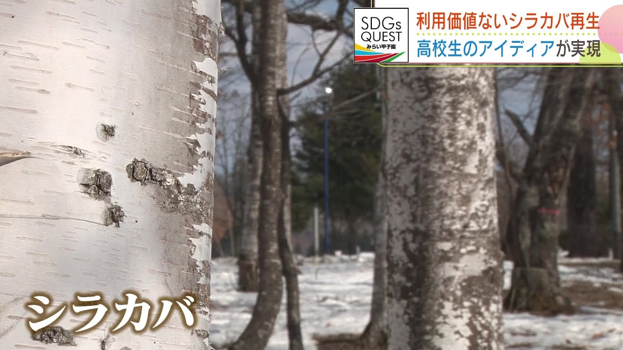 【ＳＤＧｓみらい甲子園】白い幹が美しい北海道の「シラカバ」 しかし&hellip;加工に向かず森に放置も　高校生が見出した&ldquo;新たな価値&rdquo;とは