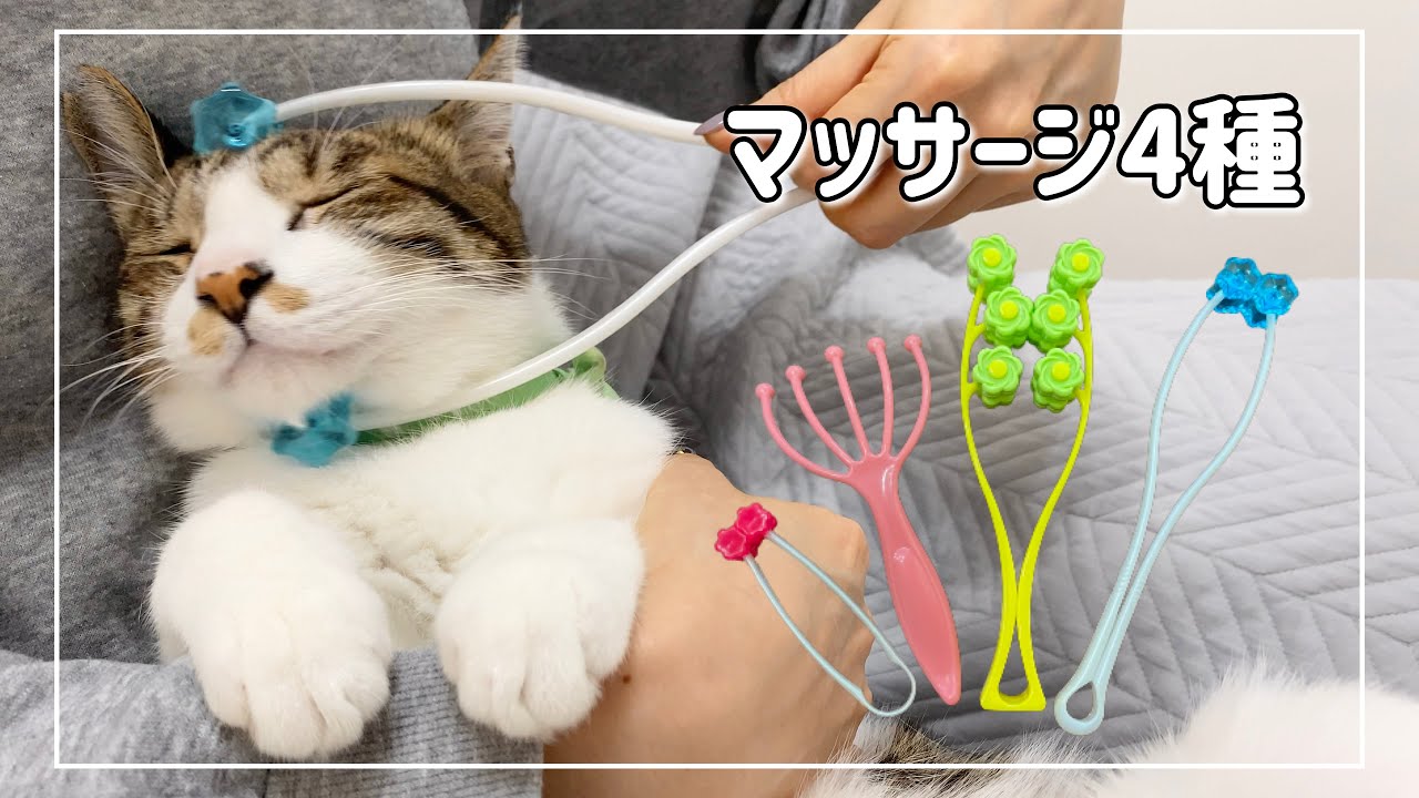マッサージ大好きな猫に4種類のマッサージローラーしたらどれを気に入る？【4K猫動画】