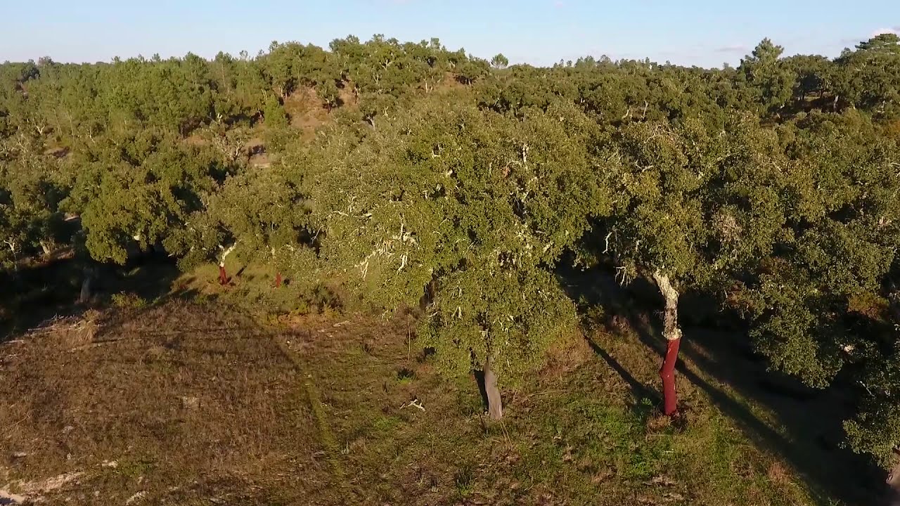 Alentejo - Fantstischer Dronenflug mit original Waldsoundaufnahmen