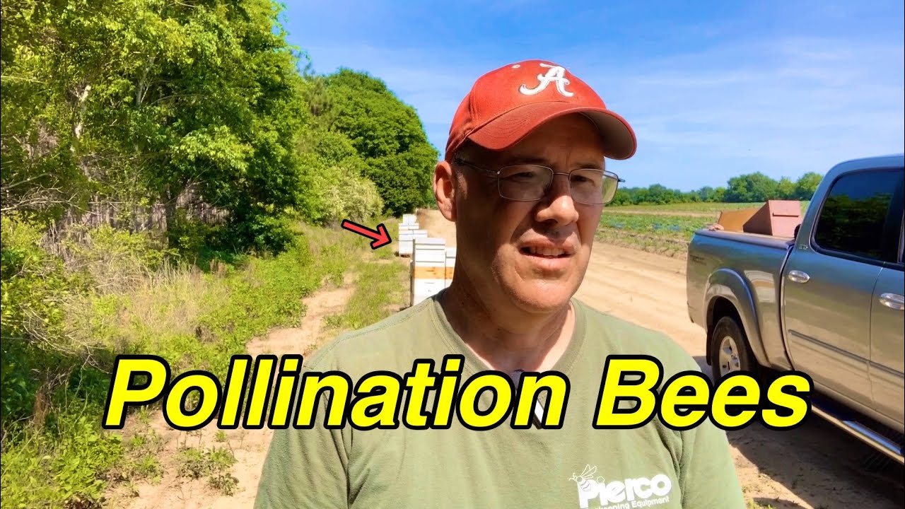 Checking the POLLINATION BEES | How are they doing?