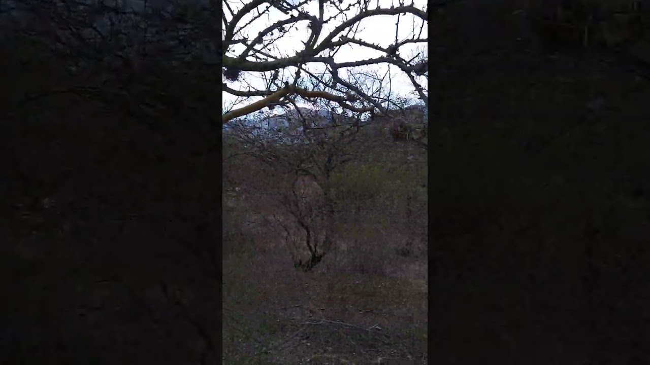 Sotolin o pata de elefante de 1000 a&ntilde;os de edad en reserva de la biosfera Tehuac&aacute;n San Juan raya pue