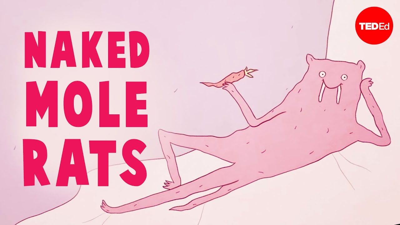 Are naked mole rats the strangest mammals? - Thomas Park