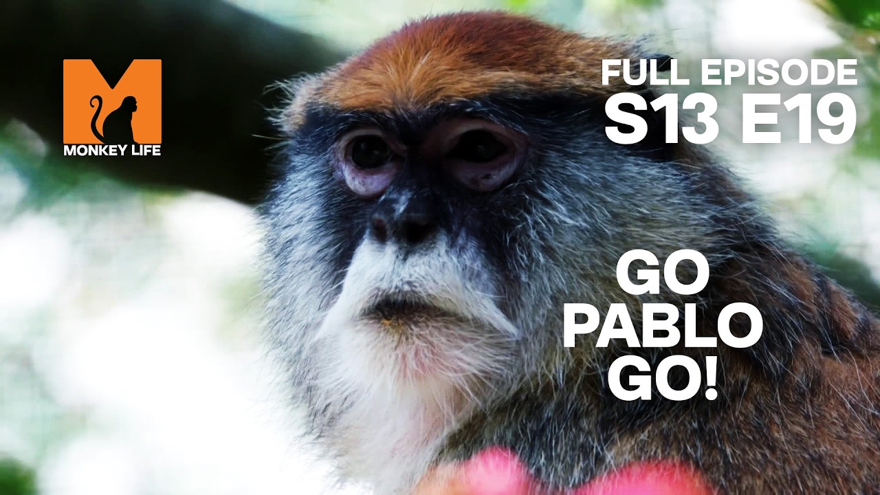 Paulo Makes An Impression | Monkey Life Season 13 EP 19 | Monkey Life