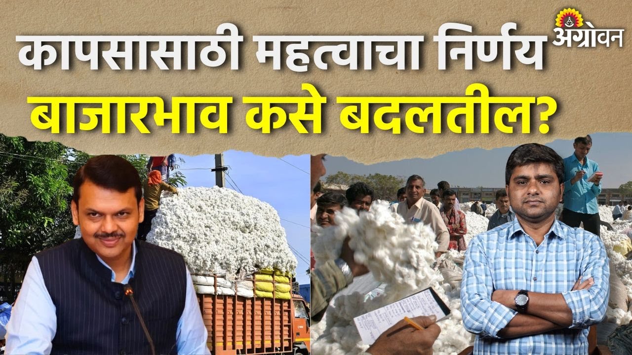 Cotton Rate: हमीभावाने कापूस खरेदीसाठी मर्यादा वाढविण्याचा निर्णय़ | Agrowon
