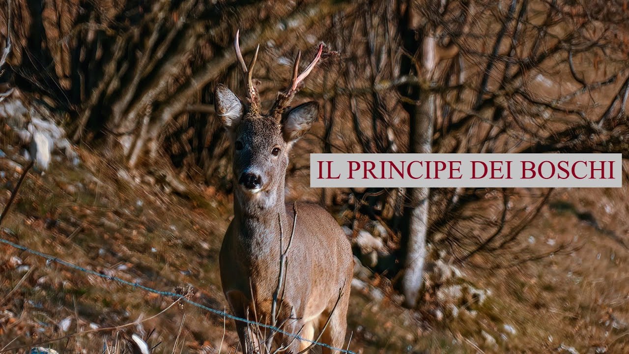 IL PRINCIPE DEI BOSCHI