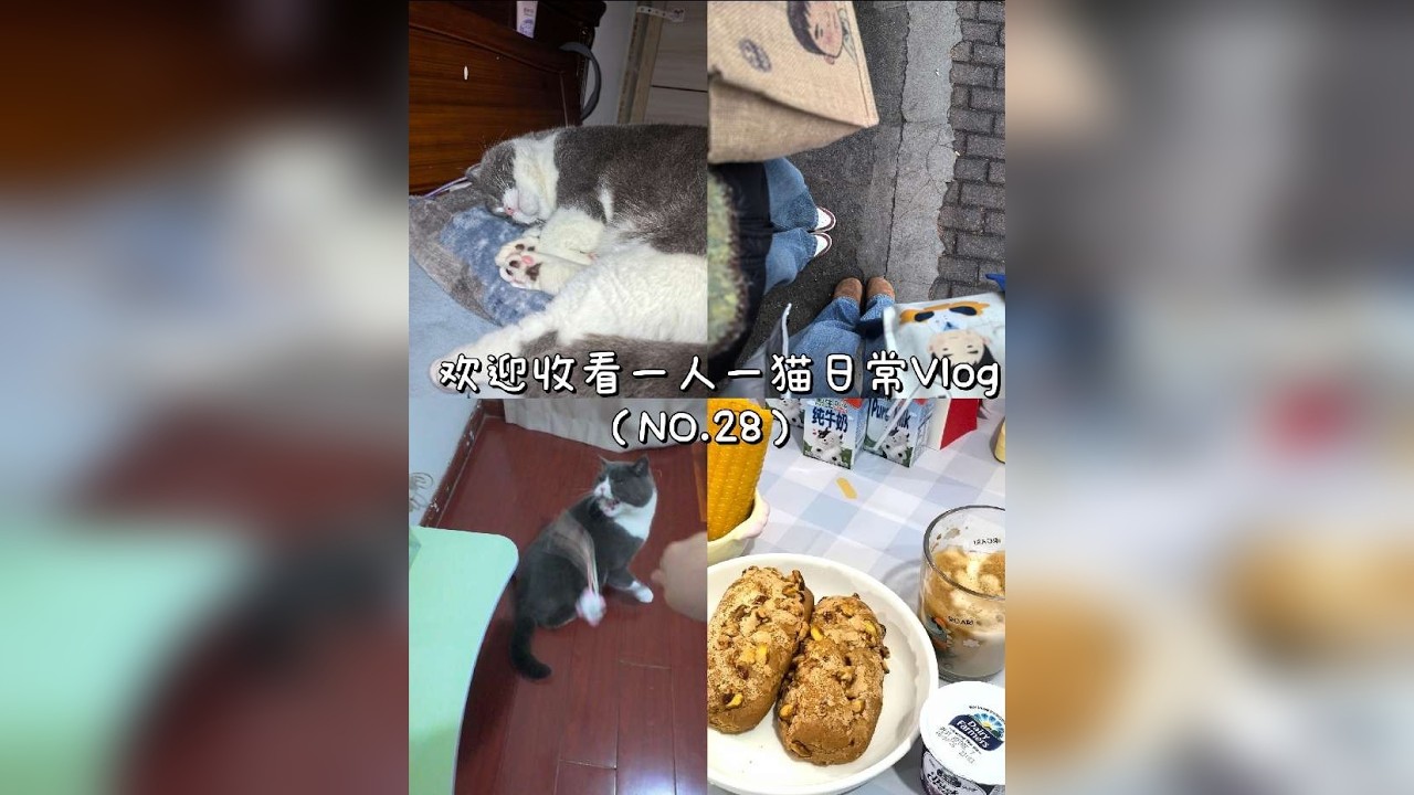 第28集|volg28.欢迎收看一人一猫日常Vlog