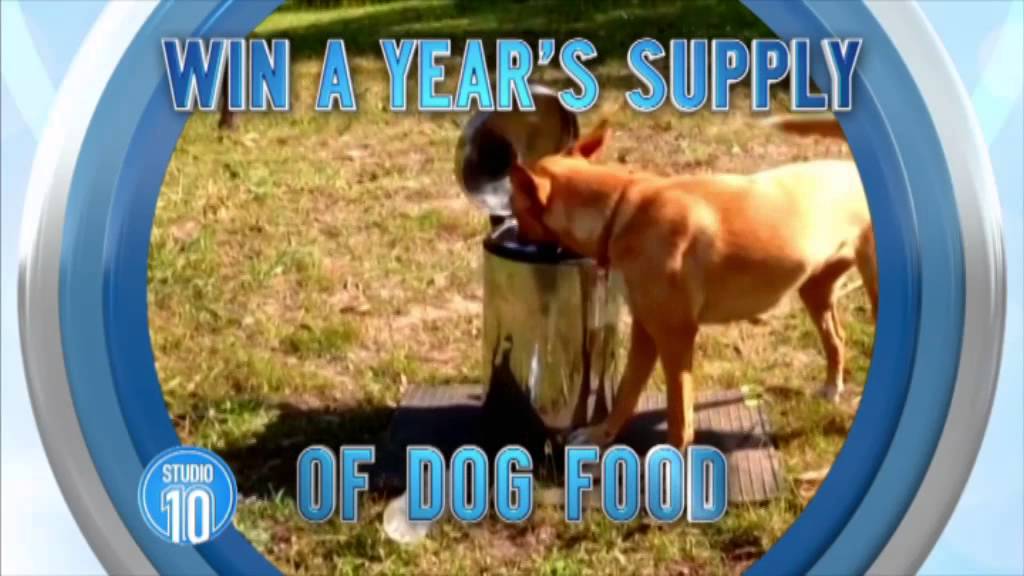 Australia's Smartest Dog
