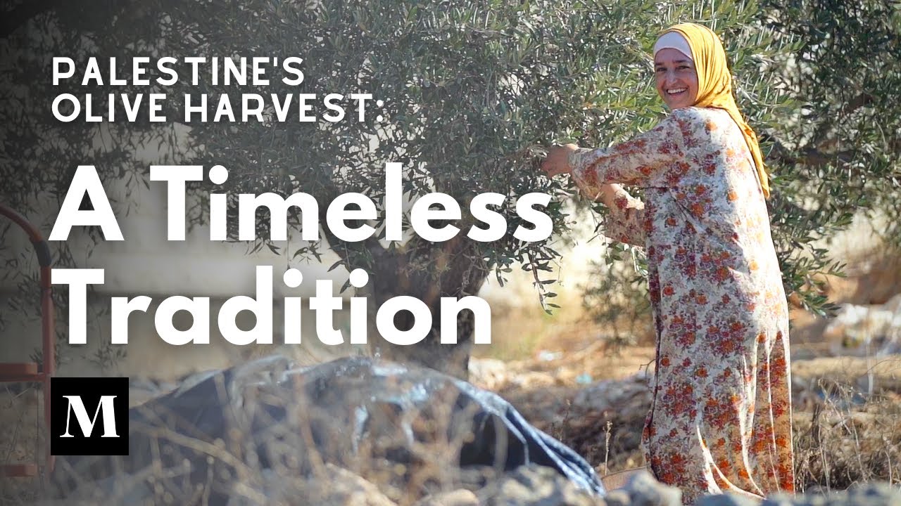 Palestine’s Olive Harvest: A Timeless Tradition