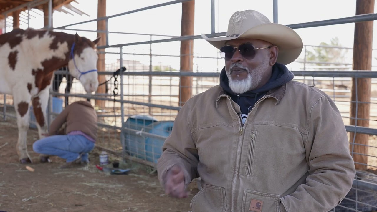 Hollywood Horses: The Art of Training for Films