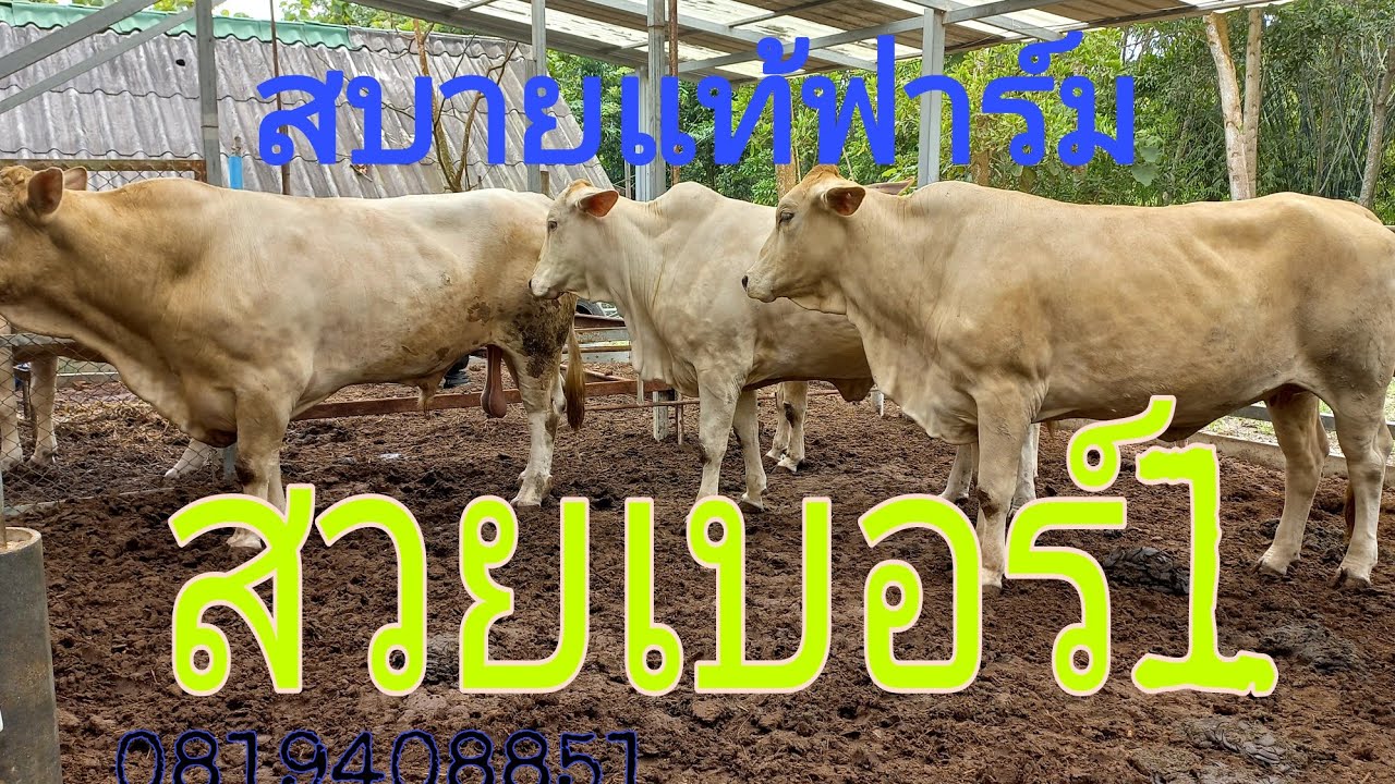 เยี่ยมชมและอัพเดตสบายแท้ฟาร์ม ฟาร์มที่มีชาโลเล่ส์สวยจริงๆสวยที่สุดเบอร์1เลย#พูดจาภาษาวัว