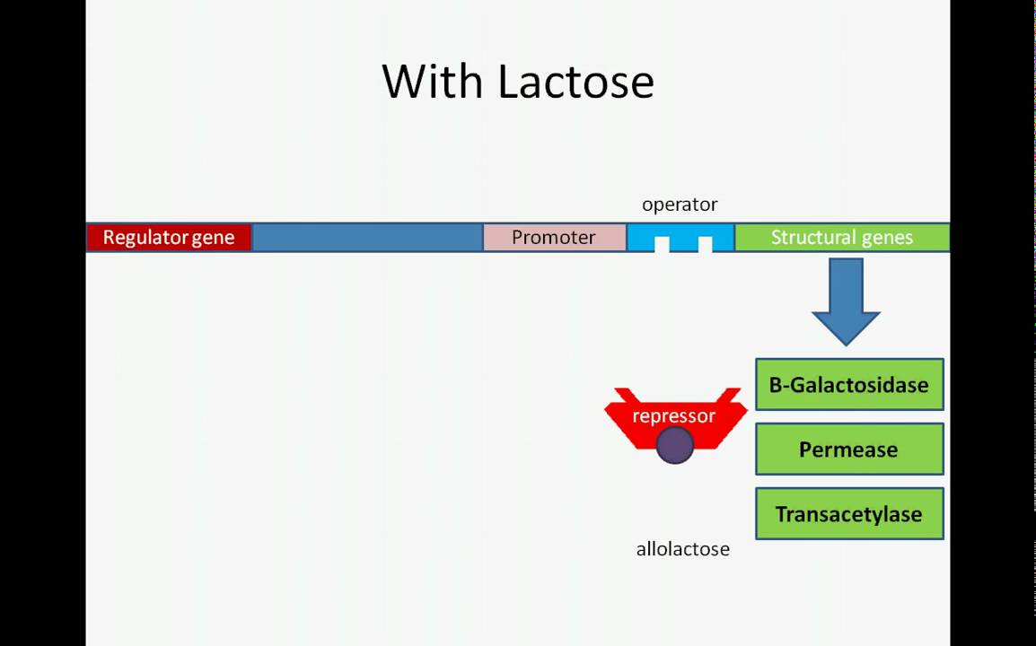 Lac Operon