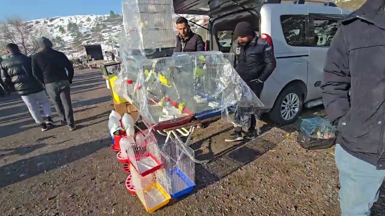 Kayseri Bit Pazarı Kanatlılar -23 Mart