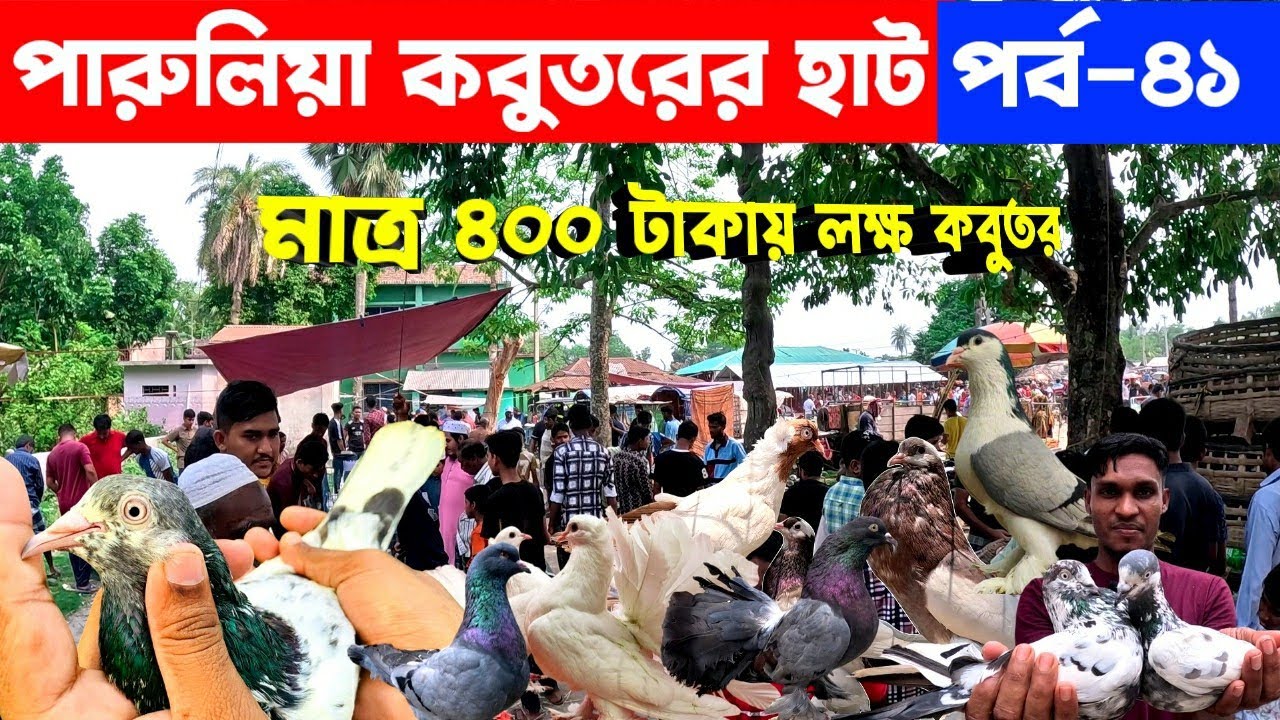 মাত্র ৪০০ টাকায় লক্ষা কবুতর কিনুন | kobutor hat 2025 | pigeon market in bangladesh | pigeon price