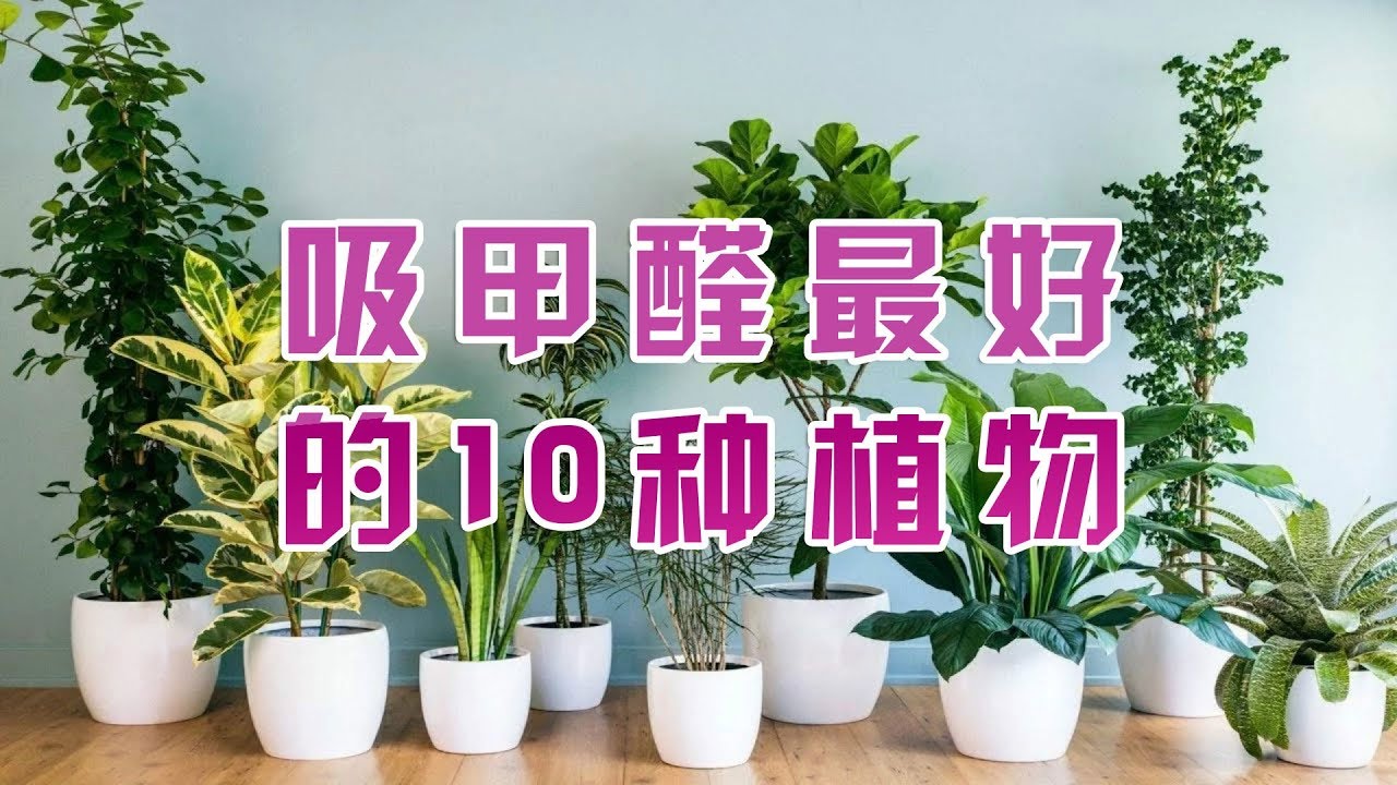 吸甲醛最好的植物排行榜来了，第一名居然是它，看完快告诉家人