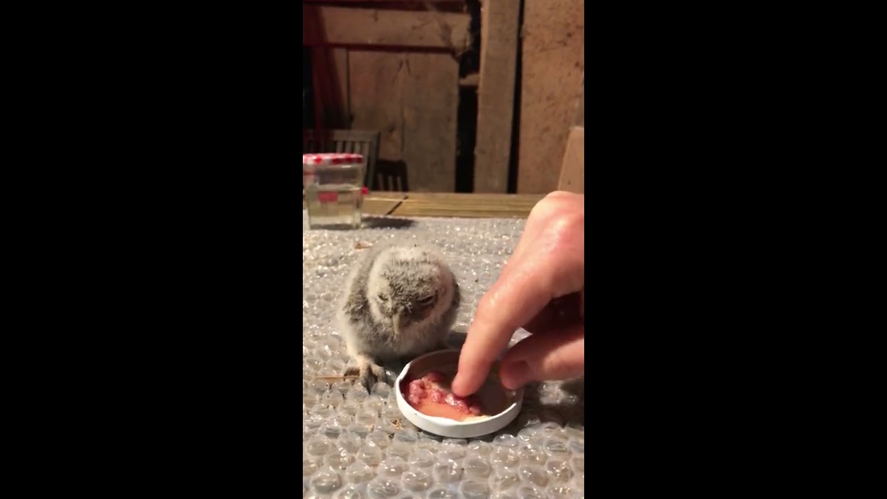 Hand Feeding a Rescued Little Owl