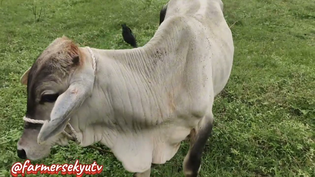   CATTLE FIELD 