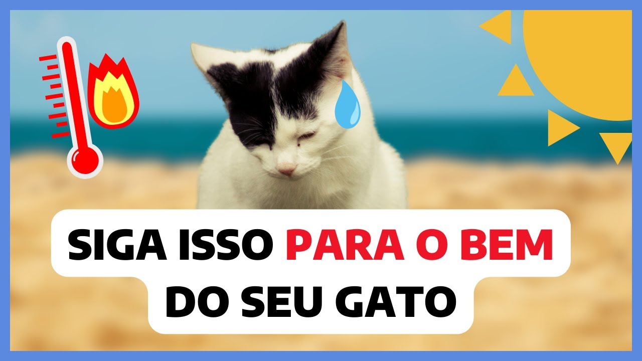Essas dicas irão SALVAR E REFRESCAR o gato no CALOR