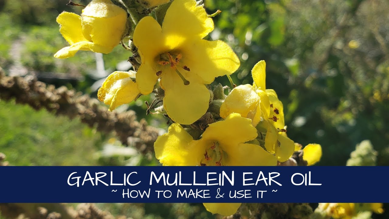 Garlic Mullein Ear Oil ~ How to Make it & Why
