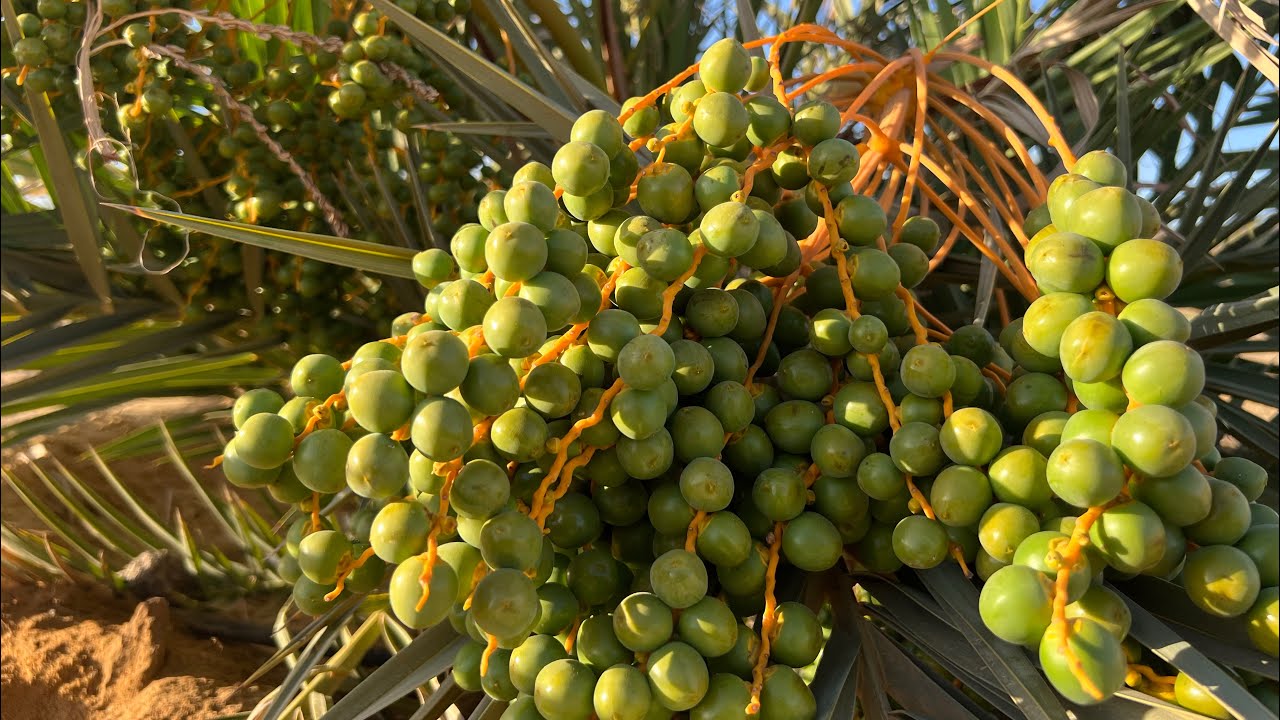 10 فدان للبيع 🌴مجدول مزروعين بالكامل بالطاقه والمياه إستلام فوري ؟!! الواحات البحريه الفرافره
