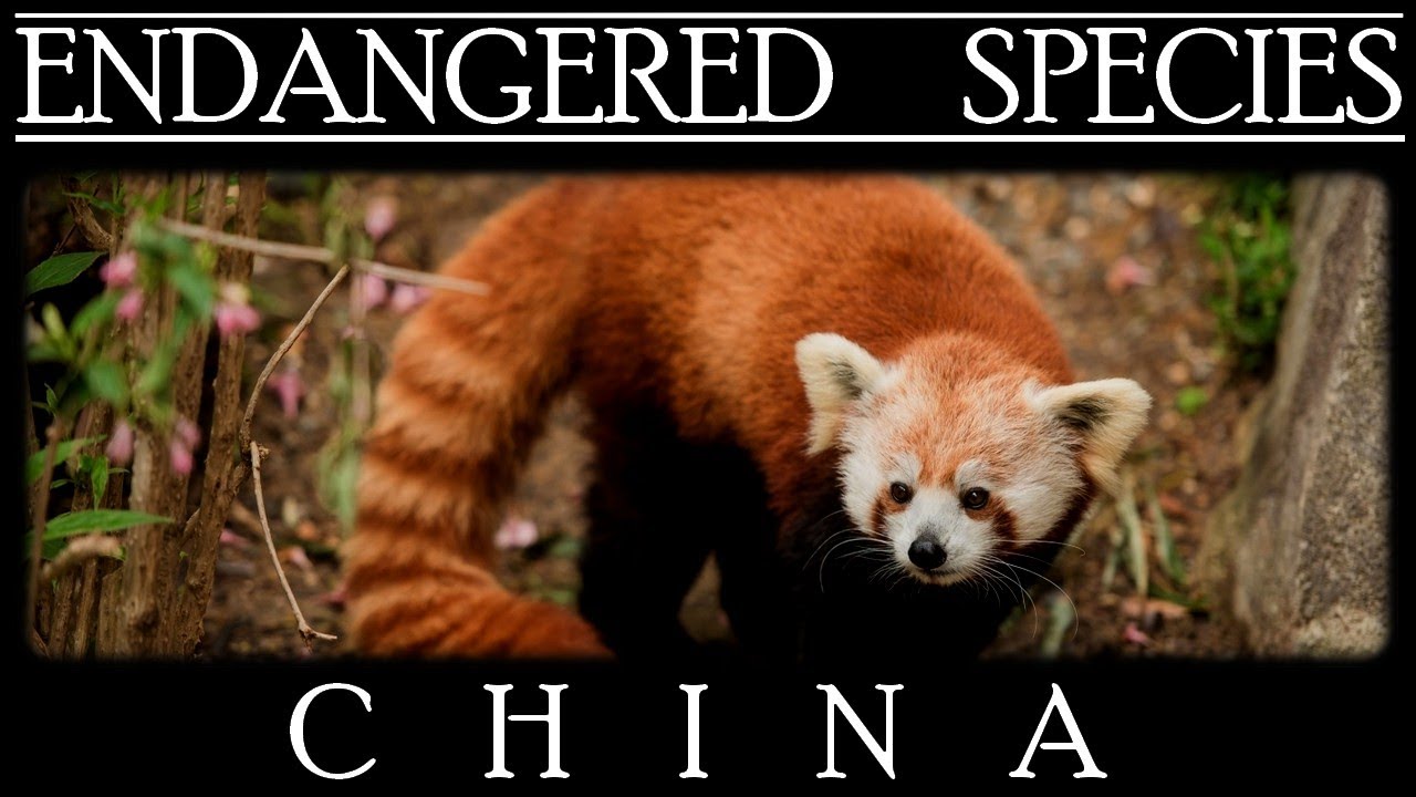 Endangered Species in China