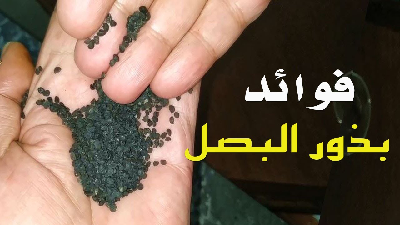 ما هي فوائد بذور البصل الصحية والعلاجية