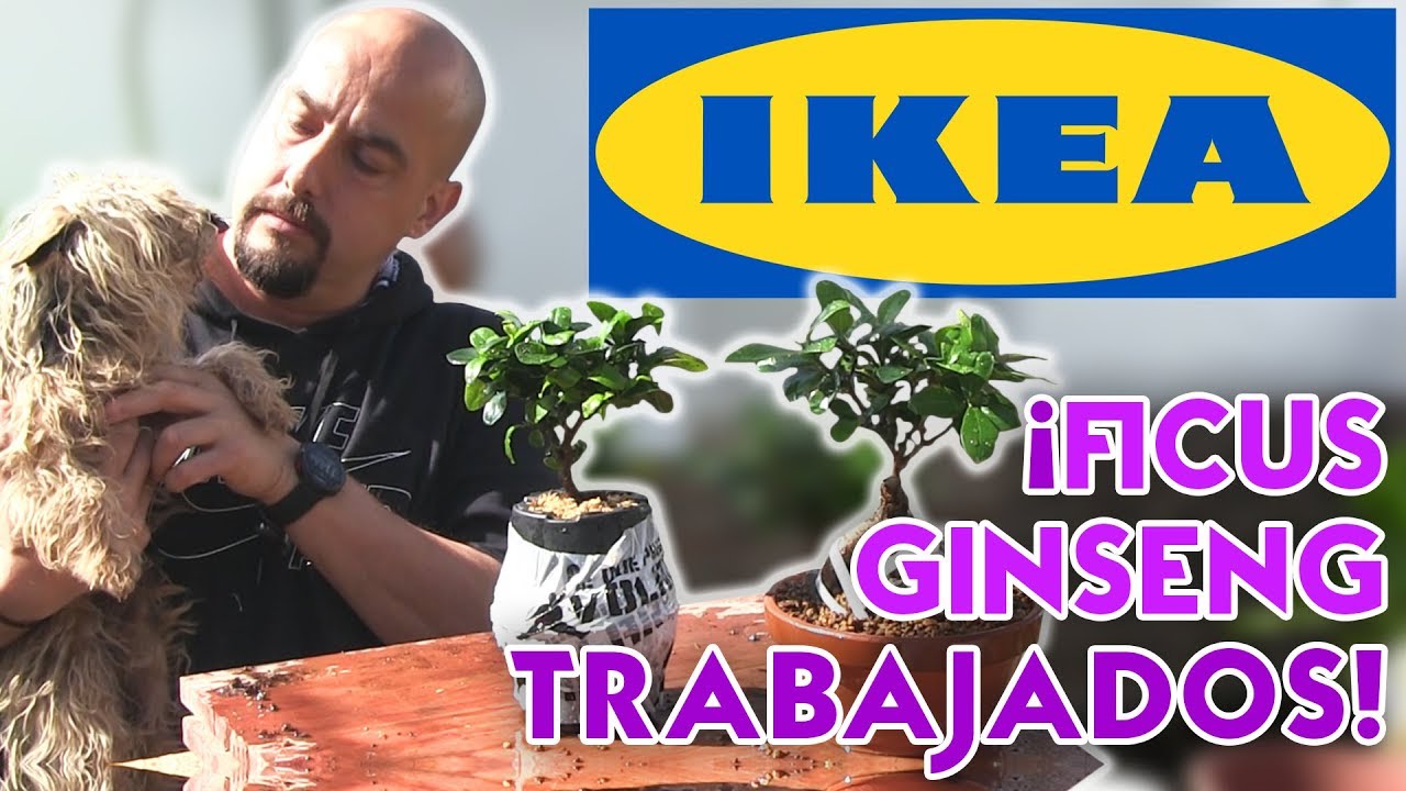 Ficus Ginseng de IKEA - TRABAJADOS!