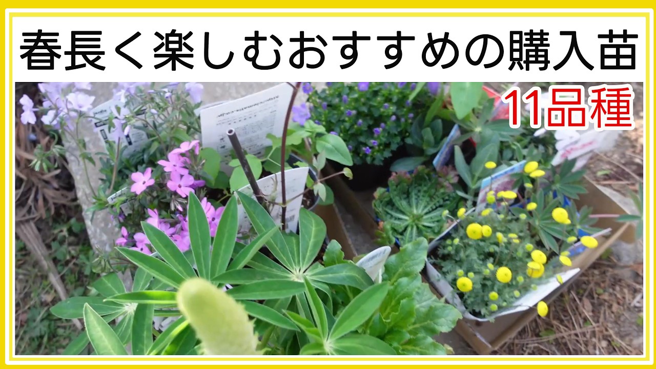 春に植えたい花苗11品種をカインズで購入｜おすすめの一年草やクレマチス