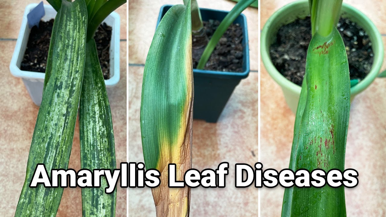 Top 5 Amaryllis Leaf Diseases You Must Know: Symptoms and Treatment Tips (Step by Step Guide)