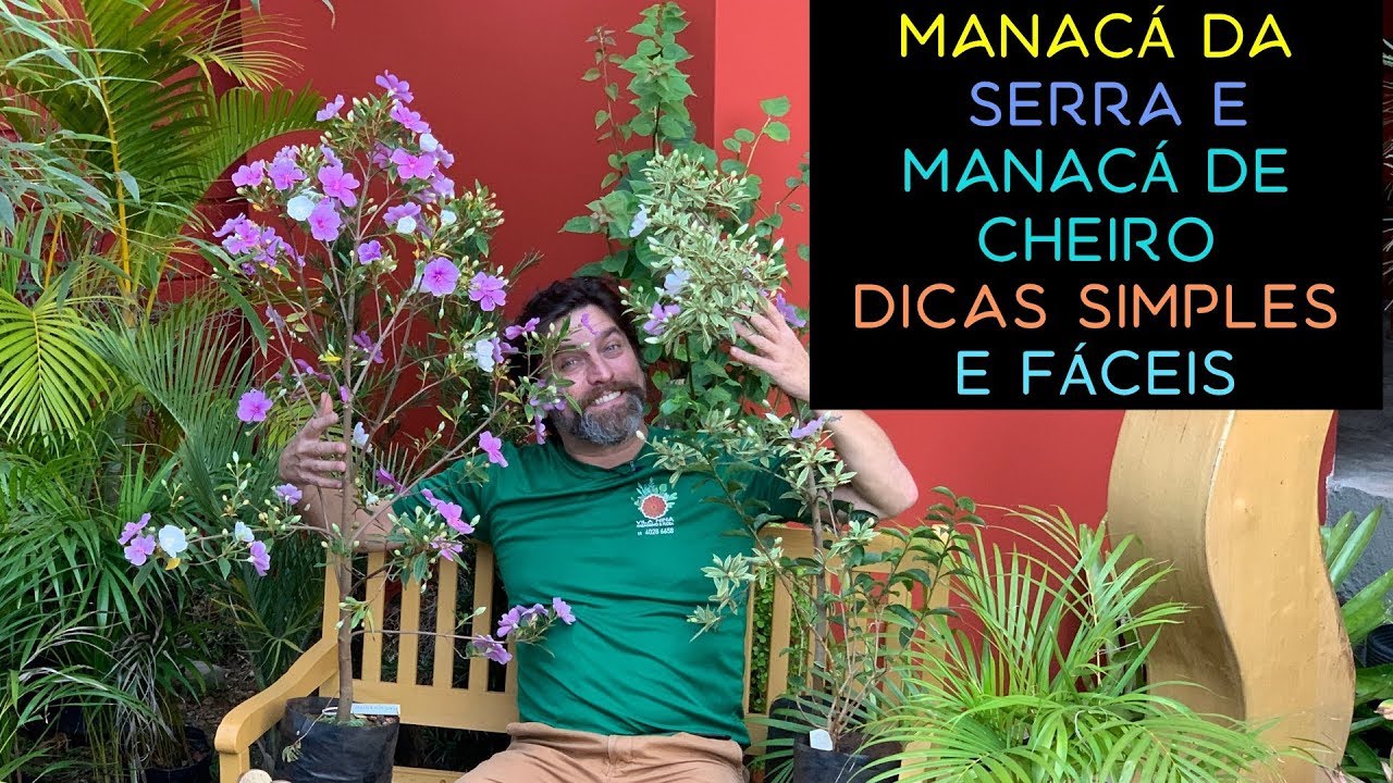 Manacá da Serra e Manacá de Cheiro Dicas Simples e Fáceis