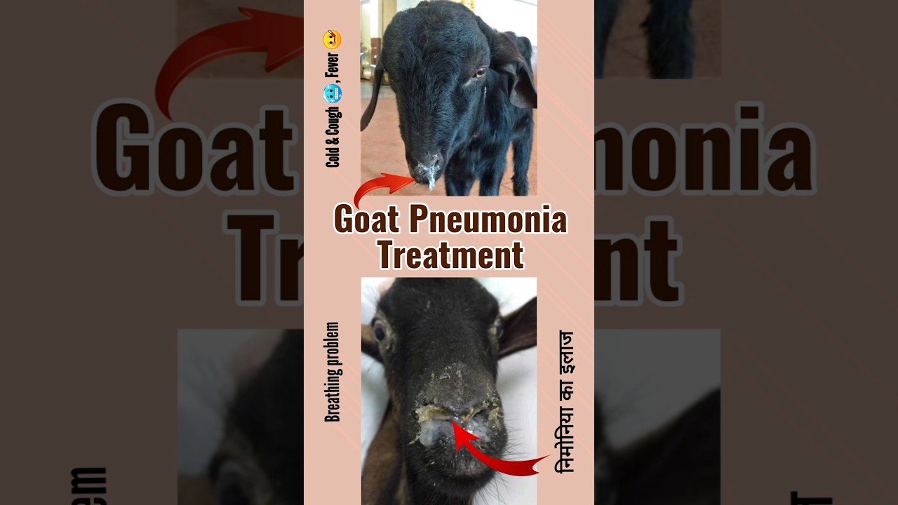 Goat pneumonia treatment #goattreatment #bakripalan #ilaaj #goat #shorts