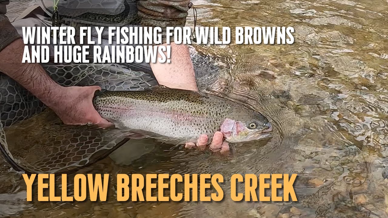 Winter Fly Fishing on Yellow Breeches Creek, Wild Browns and a Huge Rainbow Trout!