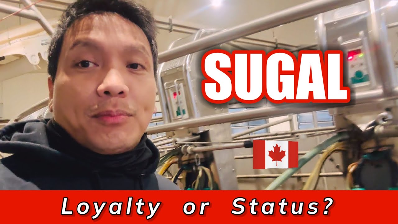 LOYALTY or STATUS?  #buhaycanada  #canadalife #filipinoincanada  #dairyfarm 