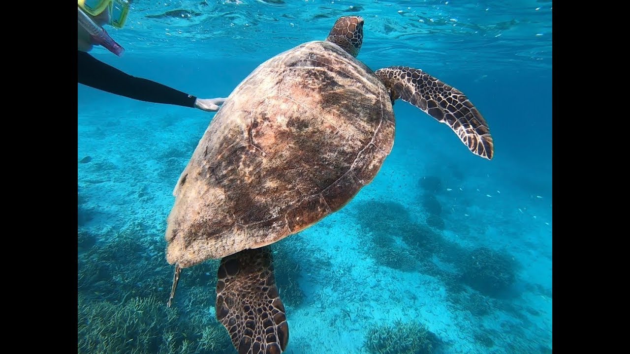 HERON ISLAND 2019