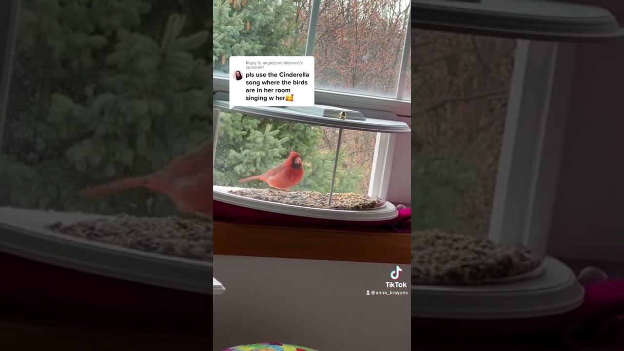 Cardinal saying hello. Windowsill bird feeder