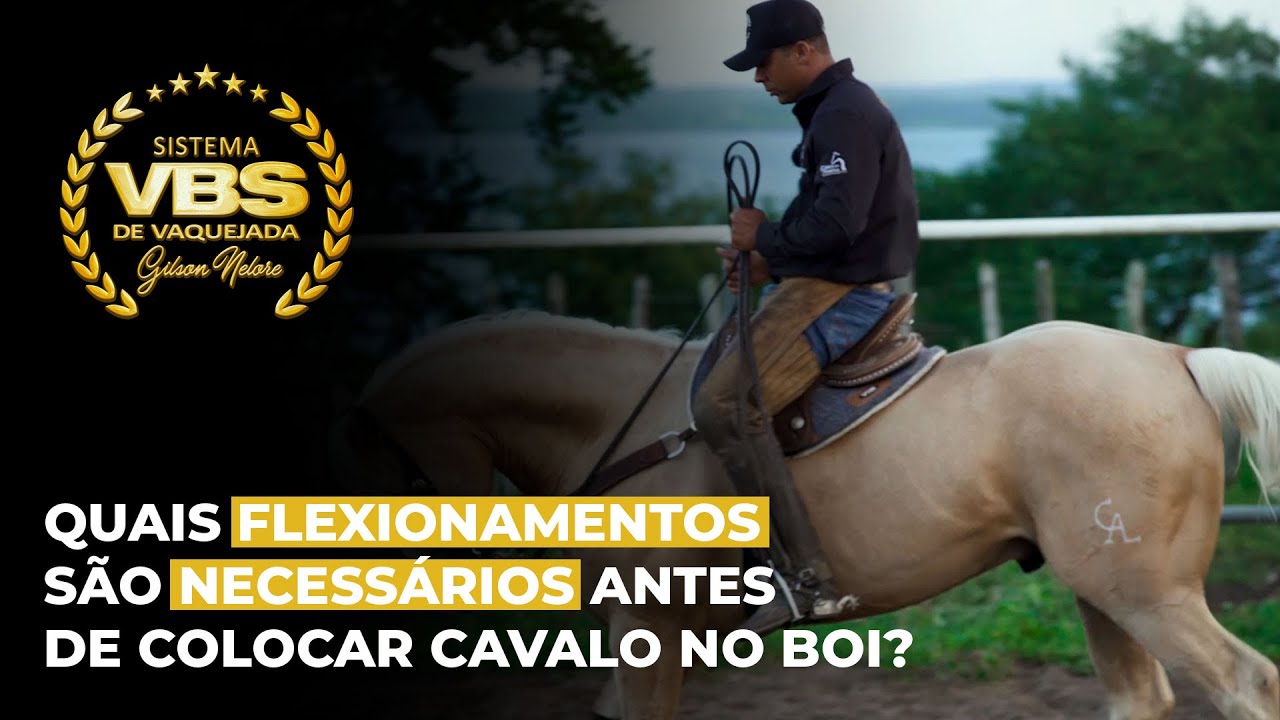 Quais flexionamentos s&atilde;o necess&aacute;rios antes de colocar cavalo no boi?