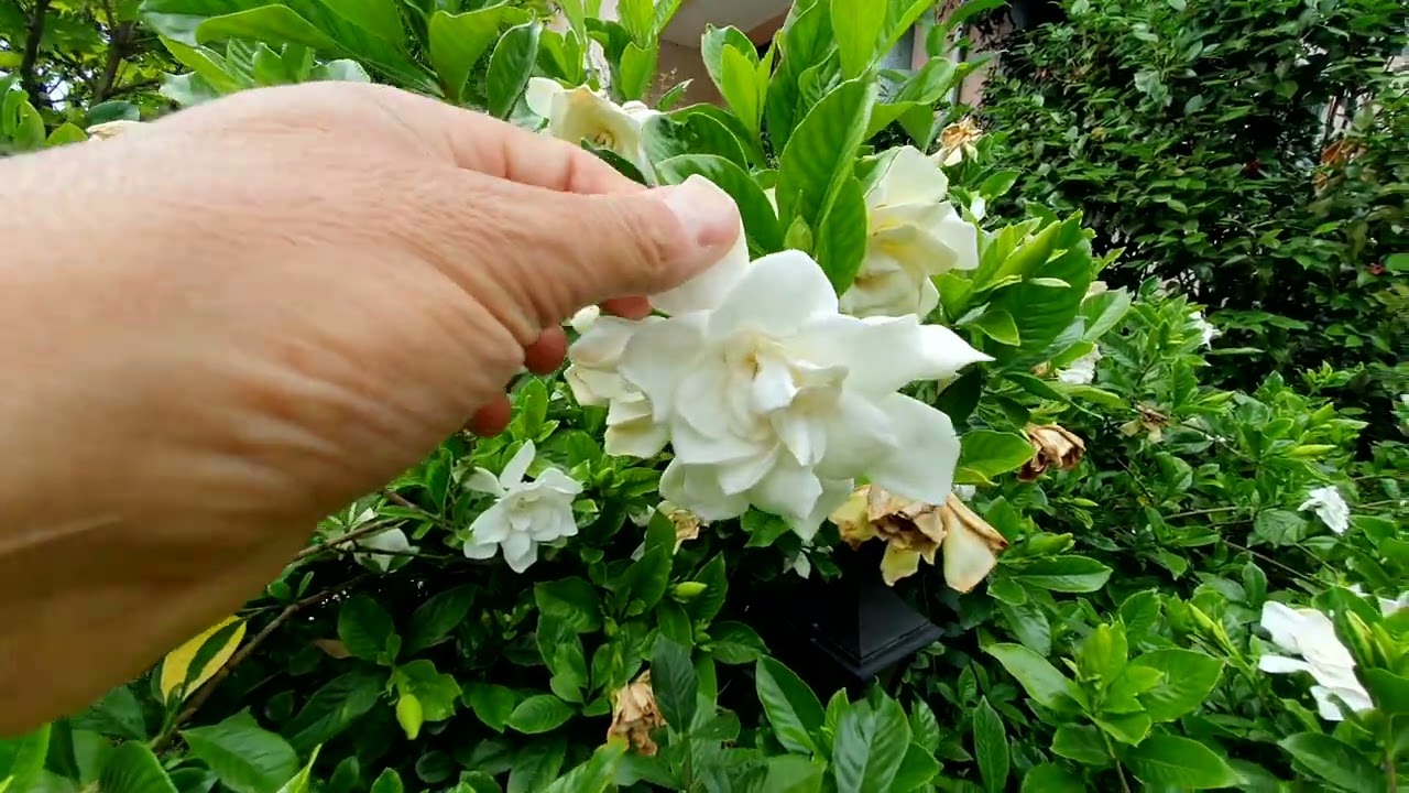 Gardenia quando fare le talee?