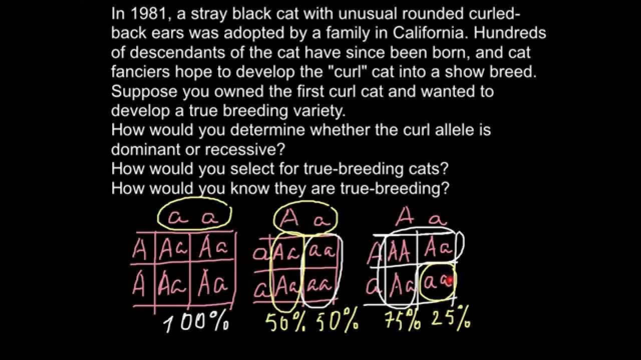 How to make your own true breeding variety of the animal or a plant