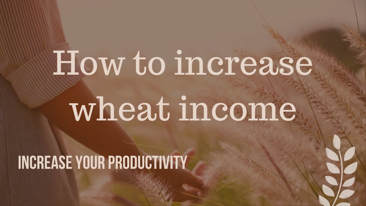 How to increase wheat yield  in agriculture?