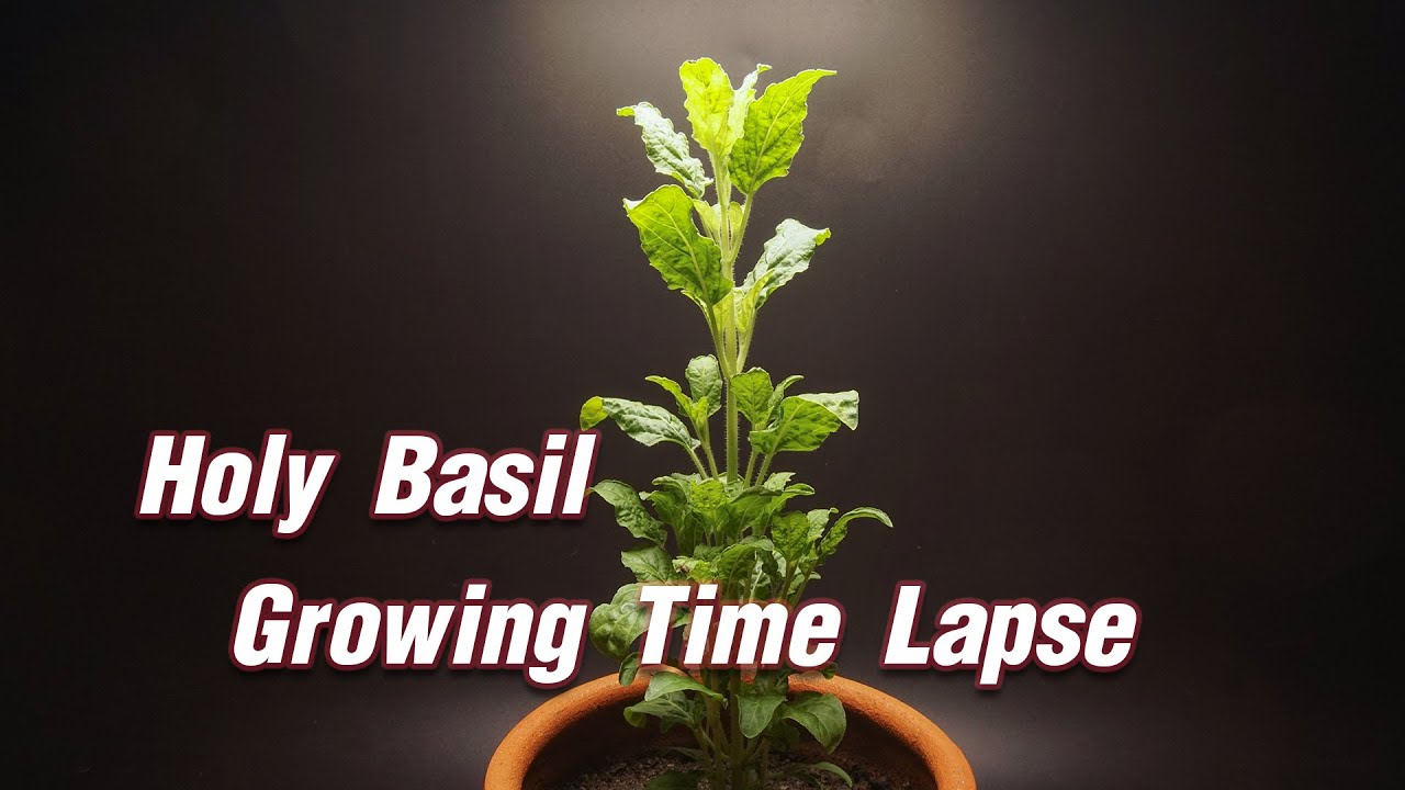 Holy Basil Growing Time Lapse 37 Days