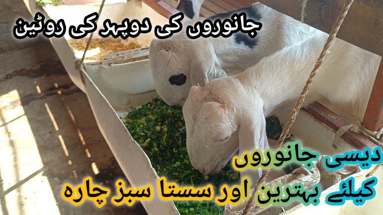 Animals Afternoon Routine ll Desi janwaroo ka best sabz chara ll Sasta sabz Chara ll Desi bakri ll
