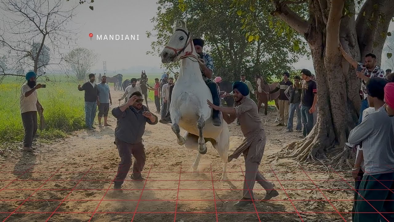 NEW BAREBACK HORSE RACING VIDEOS 2026 | MANDIANI LUDHIANA | MARWARI HORSE LOVERS
