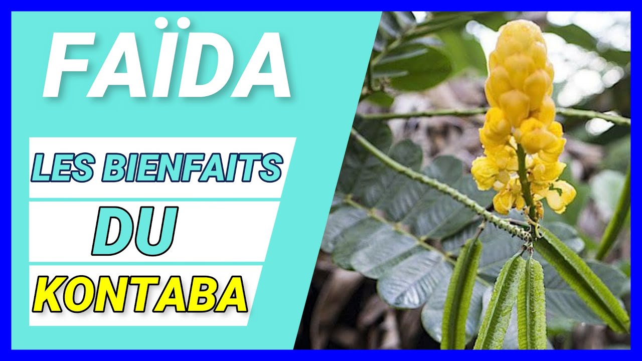 ✅FAÏDA GRATUIT : LES BIENFAITS DU KONTABA * VERTU DES PLANTES EXPLIQUÉE PAR LE PROFESSEUR SAMASSA.