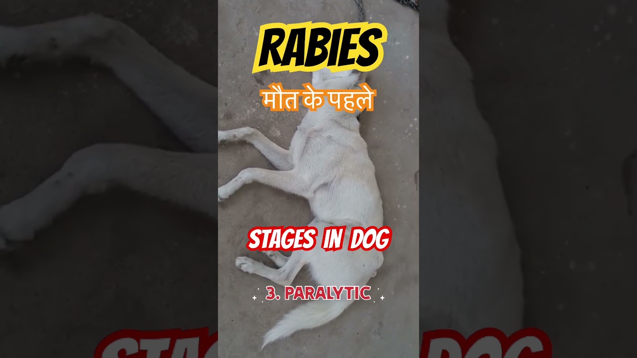 Rabies signs in dogs. Stages of Rabies in Dogs.