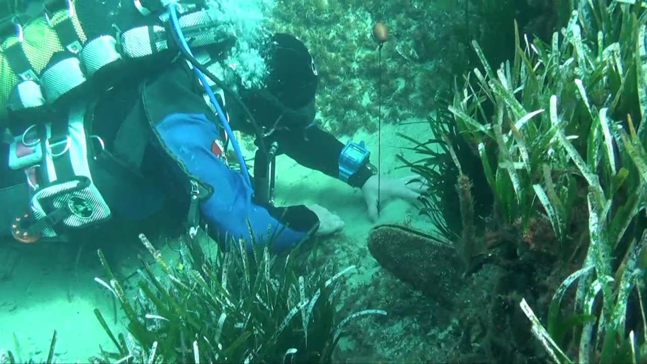 Come sta il mare del Giglio? Le analisi di Greenpeace dopo il disastro.
