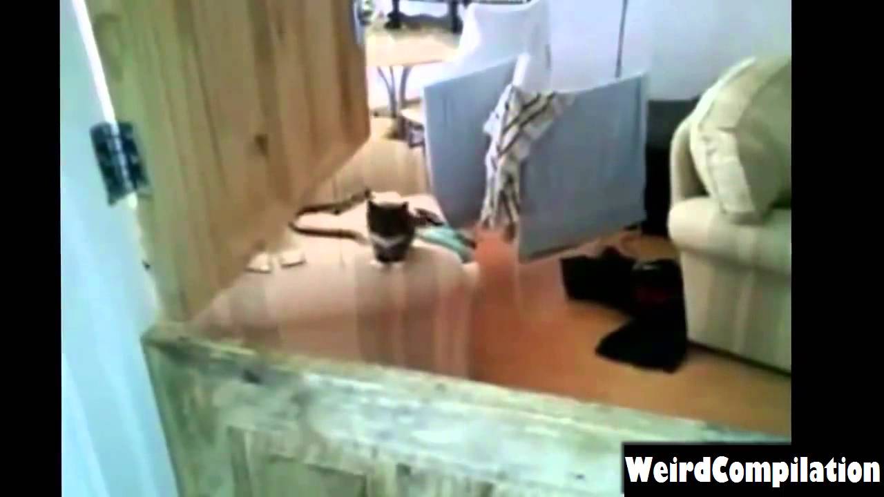 ► Ultimate Funny Cats Fails Compilation 2013 ◄
